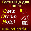 Гостиница для кошек в Москве Cat's Dream Hotel